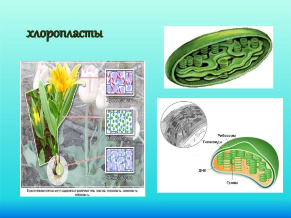 Строение хлоропласта лейкопласта и хромопласта
