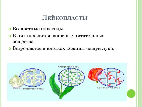 Строение хлоропласта лейкопласта и хромопласта