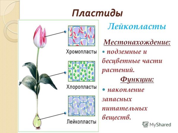 Лейкопласты в клетках кожицы листа традесканции