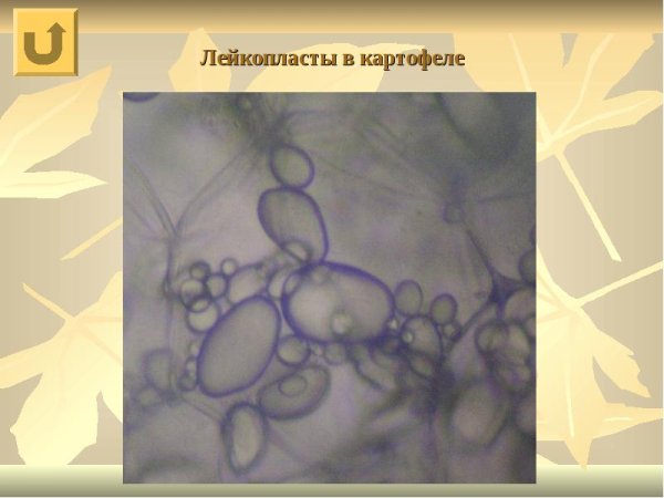 Пластиьы хлоропласт лейкопласт