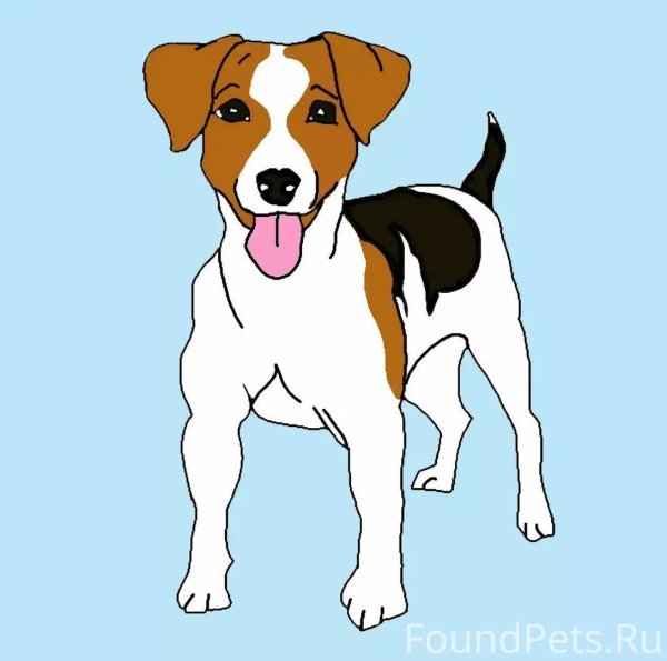 Джек Рассел