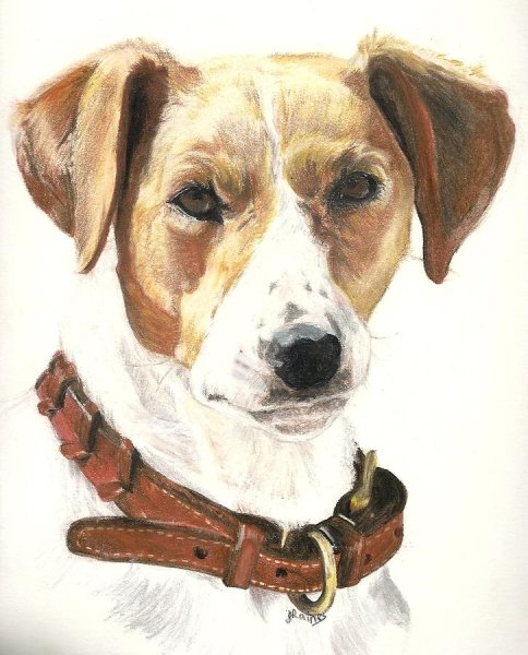 Джек Рассел терьер рисунок