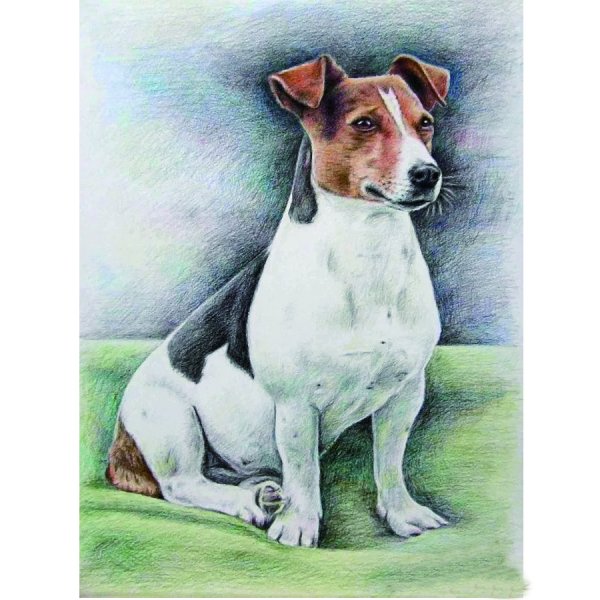 Рисунок собаки Джек Рассел терьер