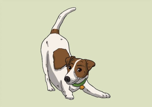 Джек Рассел терьер рисунок