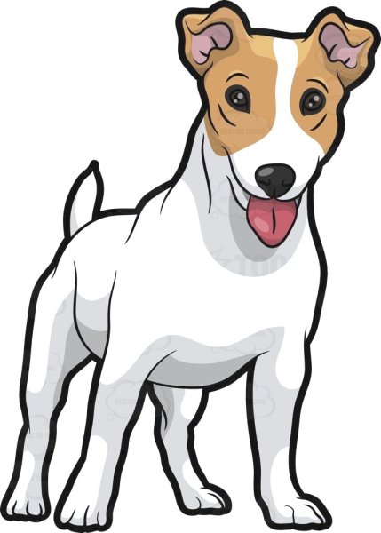 Строение Джек Рассел терьера