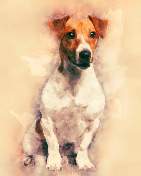 Джек-Рассел-терьер акварель