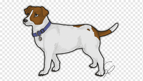 Джибитсы Джек Рассел