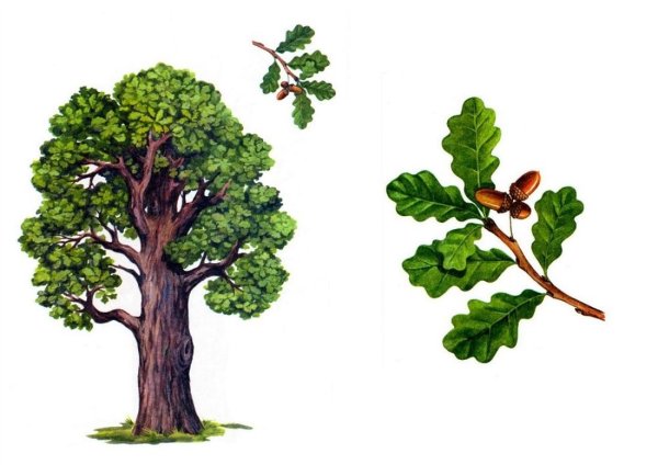 Деревья ддлядошкольников