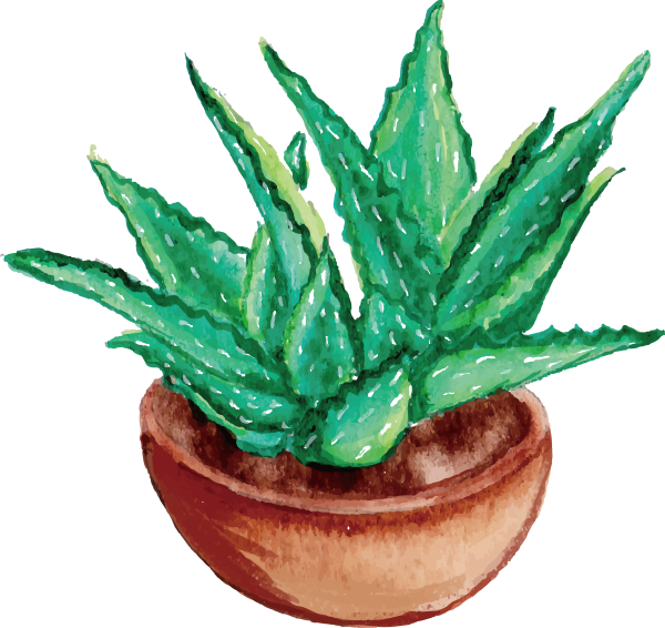 Гамбар алоэ