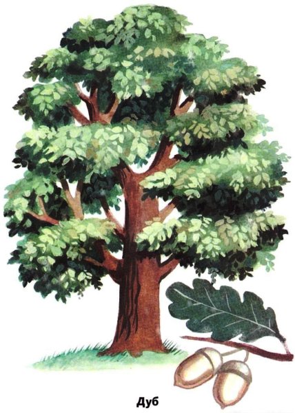 Дуб рисунок