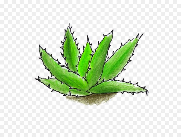 Алоэ столетник рисунок