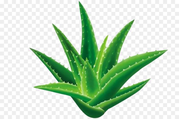 Алоэ барбаденсис Миллер PNG