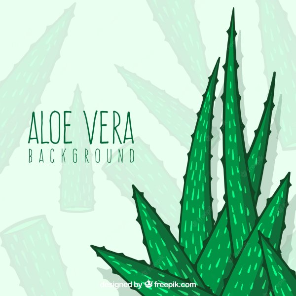 Алоэ с надписью