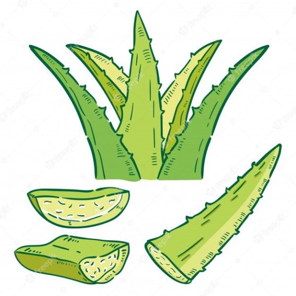 Нарисовать лист алоэ