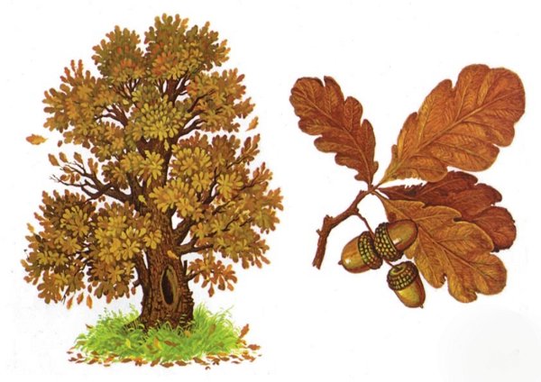 Дуб рисунок