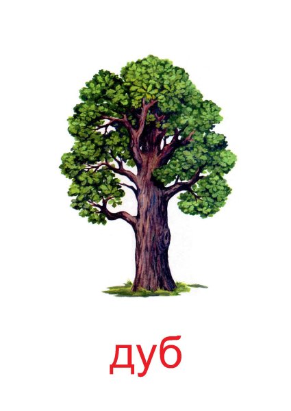 Дуб для детей
