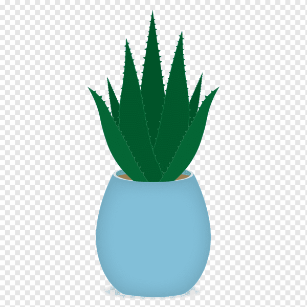 Алоэ для дошкольников