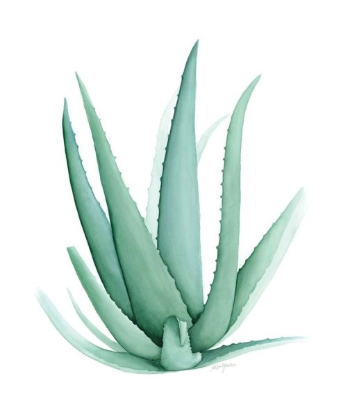 Алоэ барбаденсис