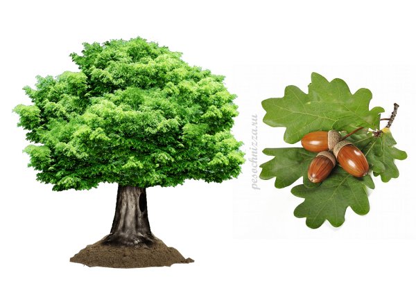 Дуб для детей