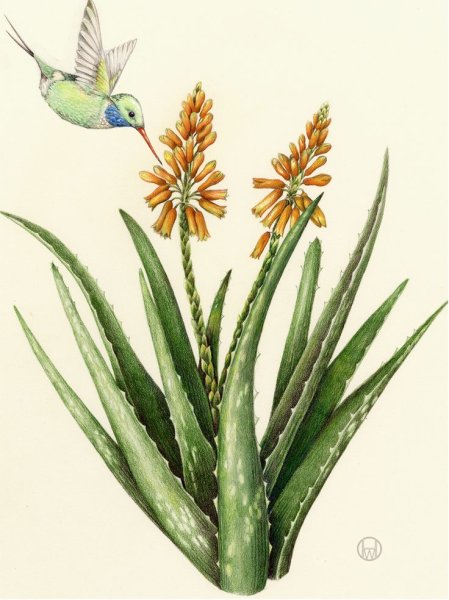 Агава американская Ботаническая иллюстрация