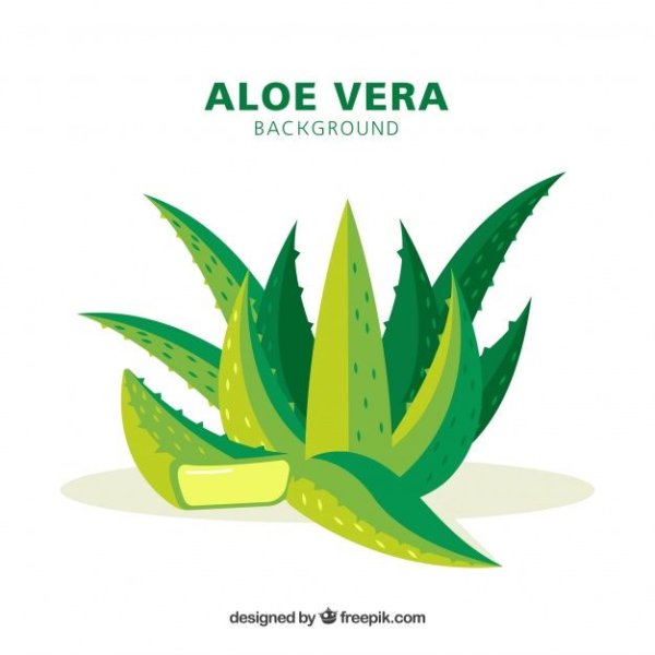 Алоэ логотип