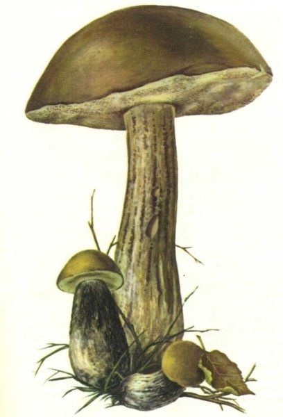 Подберезовик гриб