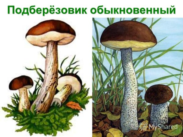 Гриб подберезовик на белом фоне