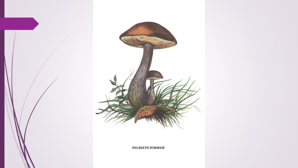 Подосиновик гриб