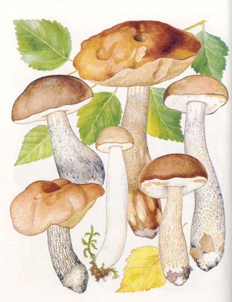 Подберезовик гриб срисовка детская