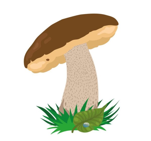 Гриб подберезовик на белом фоне