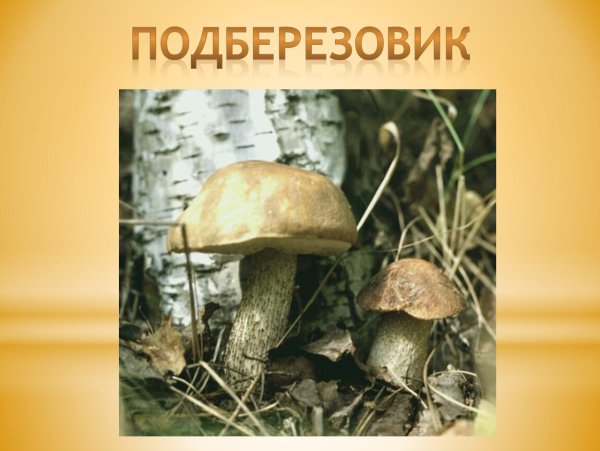 Подберезовик гриб для детей