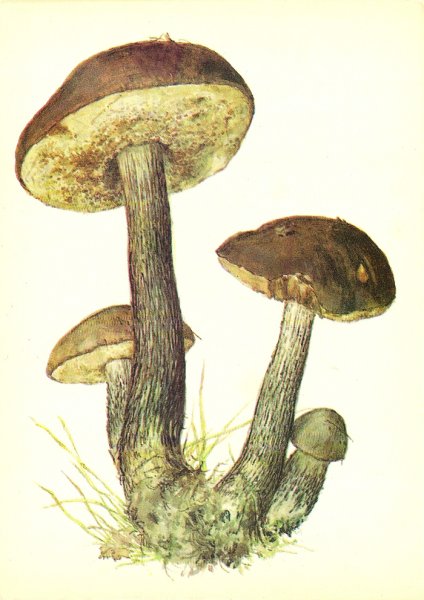 Нарисовать гриб подберезовик