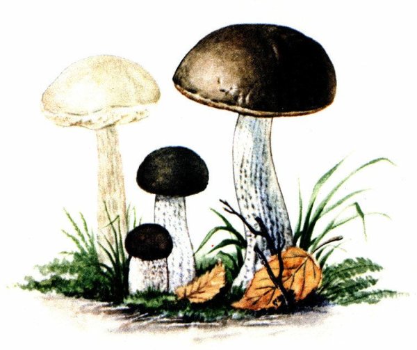 Подберезовик гриб для детей