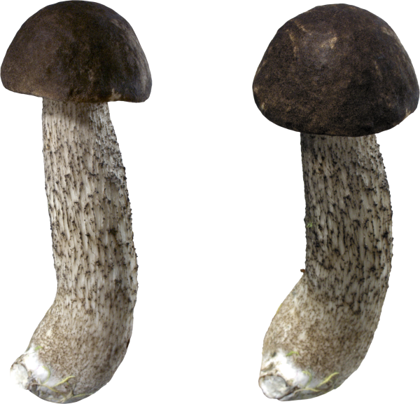 Подберезовик грибы для детей детского сада