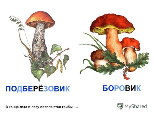 Съедобный гриб подберезовик рисунок