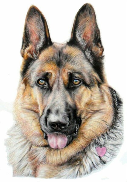 Немецкая овчарка Мухтар арт