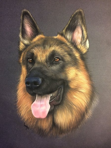 Немецкая овчарка Мухтар арт