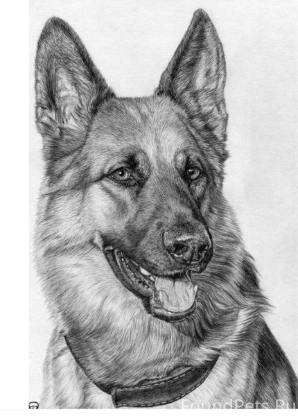 Восточно-европейская овчарка рисунок