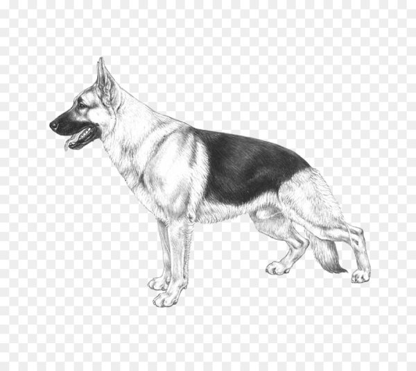 Раскраска немецкая овчарка