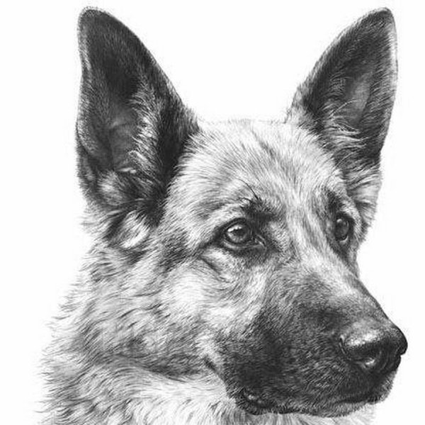 Немецкая овчарка карандашом