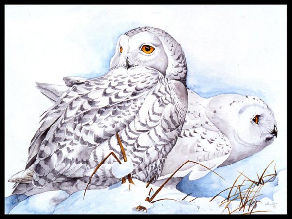 Белая Сова рисунок