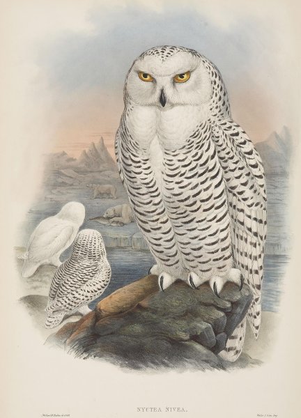 Картина белая Сова