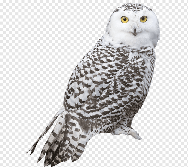 Полярная Сова на белом фоне