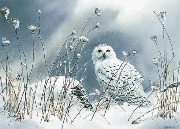 Сьюзен Бордет птицы зима