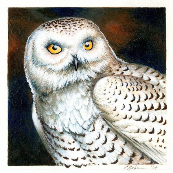 Полярная Сова живопись