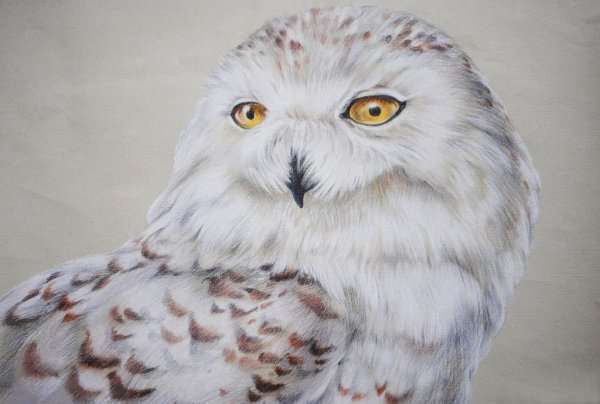 Рисование Полярная Сова