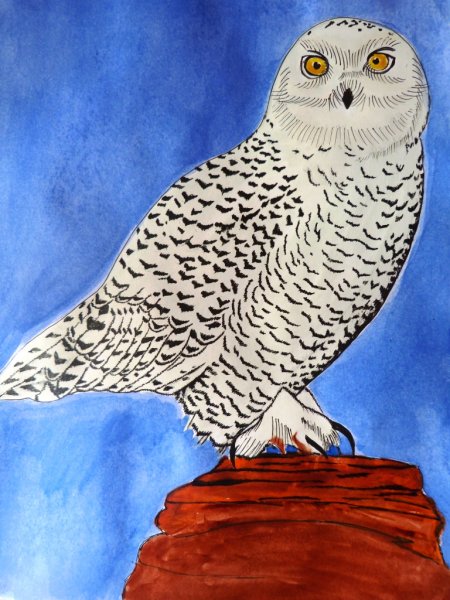 Рисование Полярная Сова