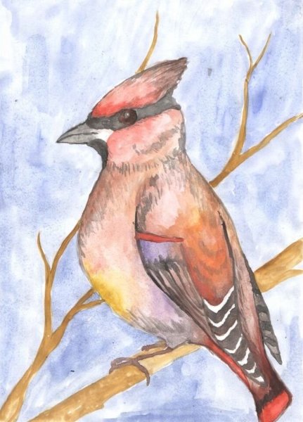 Рисование снегиря