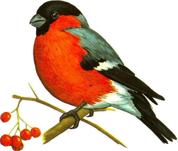 Раскраска птицы перелетные и зимующие