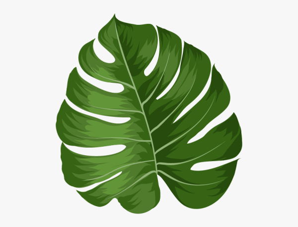 Monstera вектор